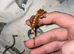 baby crested geckos (NOT READY)