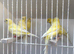 x5 hens waterslager canary canaries