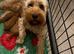 Australian Labradoodle Puppie For Sale