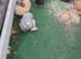 Bantam chickens