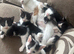 Gorgeous 10 week old kittens