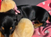 M&eacute;dium sized short legged Dachshund puppies