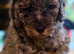F1B Toy Cockapoo puppies 2girl 1boy left