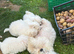 Beautiful Maltese Puppies Available