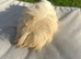 Handsome long haired guinea pig