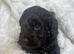 Chocolate Cockapoo puppies