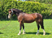 Welsh Section D Filly