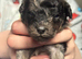 F1b toy Cavapoos