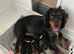 Gorgeous Schnocker puppies