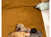 Pedigree chihuahuas
