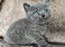 5 pedigree British blue shorthairs kittens