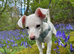 Pablo 8mth old jackchi