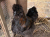 Two silkie boys