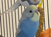 2 young male budgies for sale