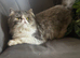 Male persians reduced to £325 each or £600 for both