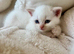 FULL PEDIGREE BRITISH SHORTHAIR KITTENS IN THE COTSWOLDS Champion Bloodline
