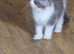 Mainecoon x british shorthair