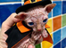 STUNNING CANADIAN SPHYNX BOYS