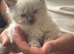 Ragdoll kittens born 10/07/26 1 boy left