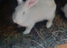New Zealand white, 2 female, reduced to find a home.