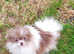 Lilac and white particoloured female pomeranian