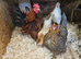 Serama hatching eggs for sale
