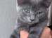 Mix breed kittens