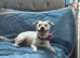Handsome 2 year old JRT for stud