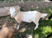 Pygmy X Female & Wether