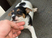 Jack Russell pups ready to leave