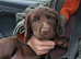 Cocker spaniel puppy