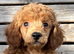 Kc registered TOY POODLE boy puppies
