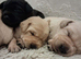 Labrador Puppies