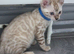Snow bengal tica active kittens