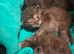 MainecoonX