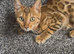 6 month old Bengal male