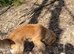 Golden Retriever only for STUD