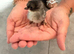 Bantam chicks