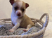 Girl & boy chihuahua puppies for sale