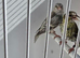 BEAUTIFUL PAIR SISKIN MUTATION COLOUR