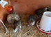Coturnix and Caledon quails mixed