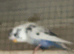 Budgies x2