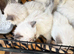 Pure ragdoll kittens