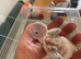Hand reared Baby pineapple conure