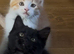 Gorgeous Siberian cross kittens ready to leave now