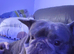 Beautiful French bulldog 18 months old