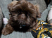 Gorgeous 6 month old male Shihtzu chocolate