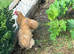 Pekin Chicks