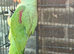 alexandrine parrot