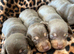 Beautiful chunky chocolate litter